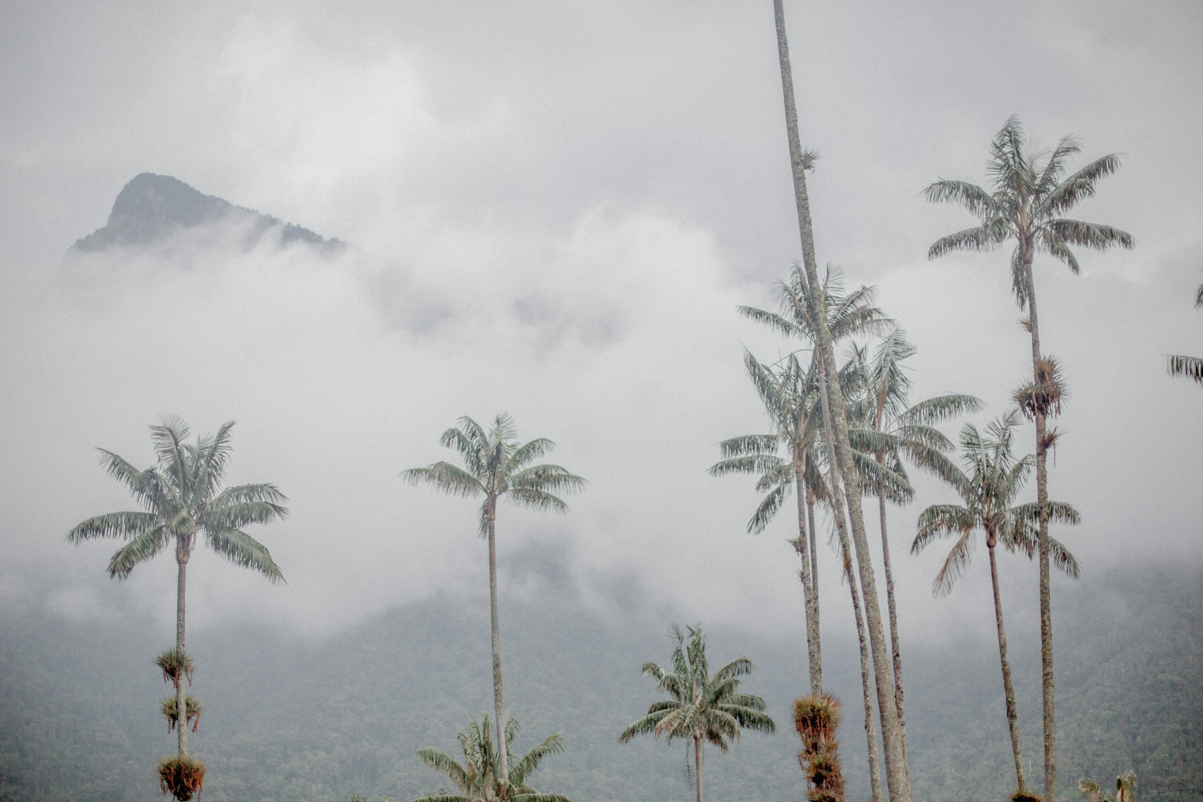 the fog has come in the mountains as palm trees stand alone