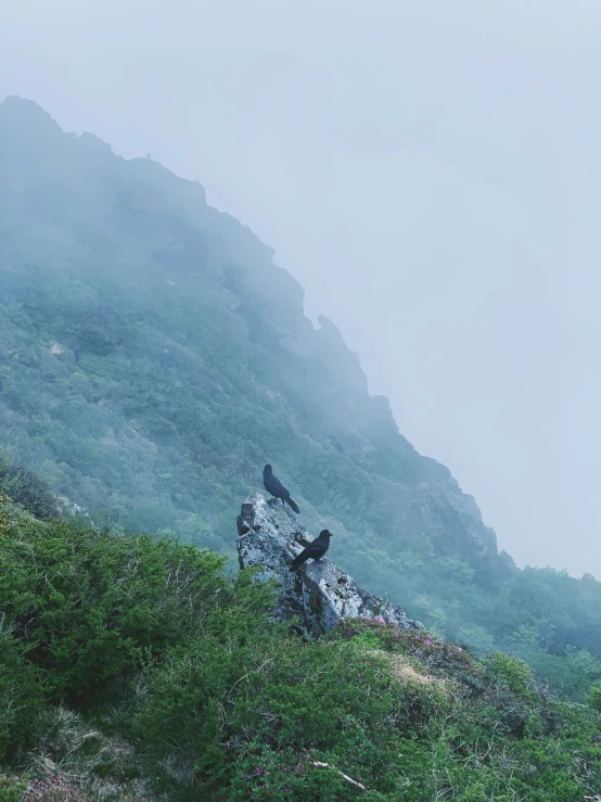 a bird perched on a rock in the middle of a grassy hill