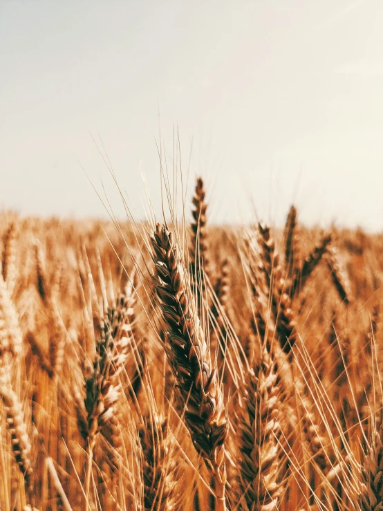 a field of wheat that is almost brown