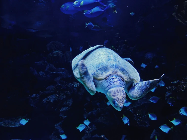 a large turtle swimming under water near other fish