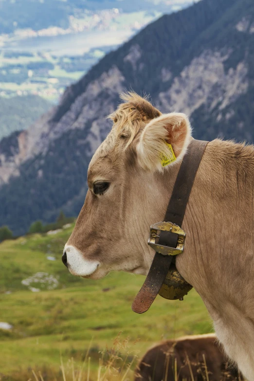 a close up of a cow looking over another cows shoulder