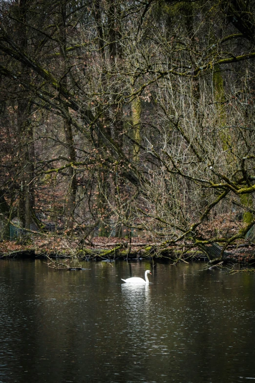 a single white swan is floating on the water