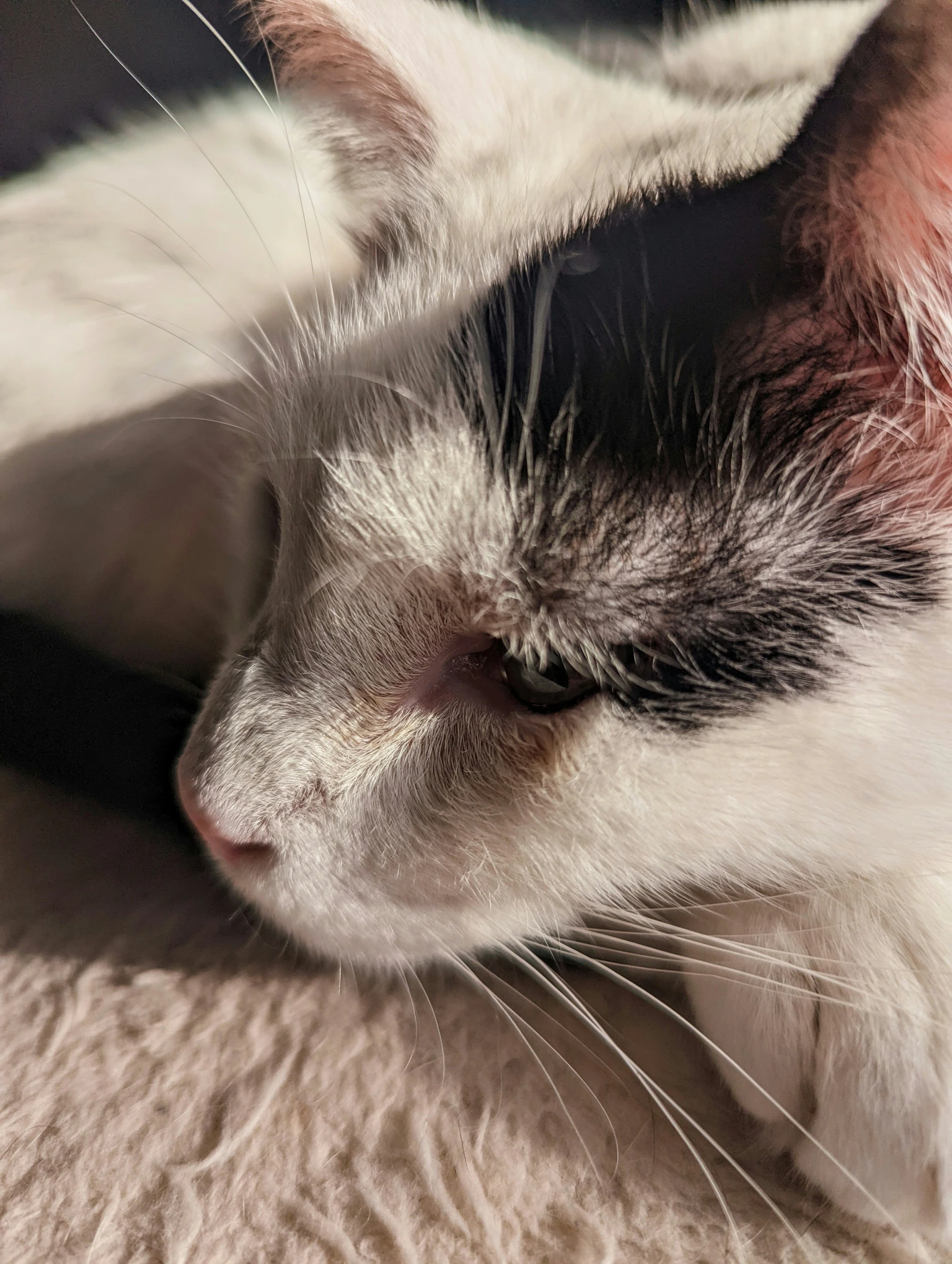 a close up view of a black and white cat sleeping