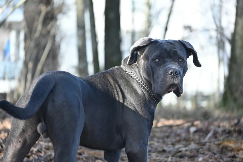 a large dark colored dog in the woods