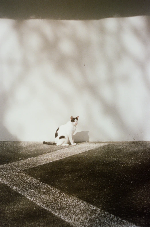 a cat is sitting on the sidewalk near an overhead view