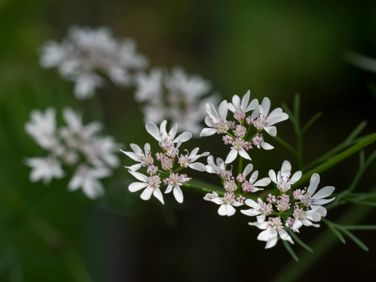 small white flowers bloom on the end of an ordinary plant