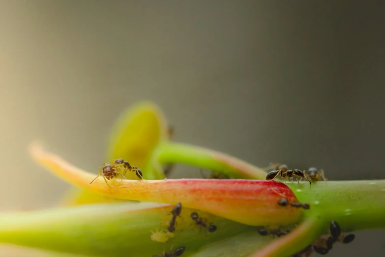 some black ants are on the top of some green plants