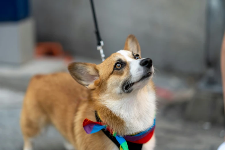 small brown dog with black, red and blue collar