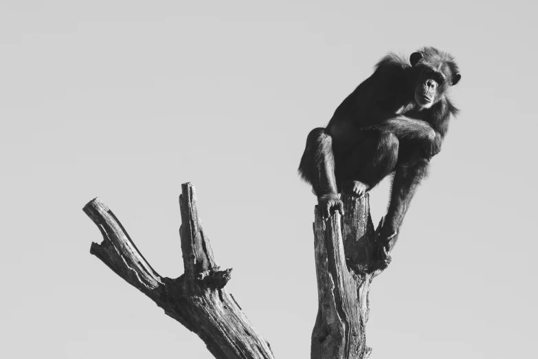 a monkey is sitting in the top of a dead tree