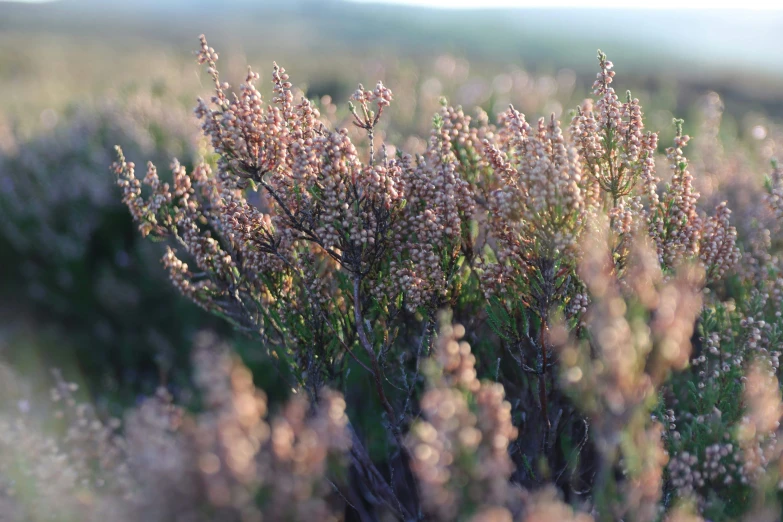 a close up po of some pink and brown bushes