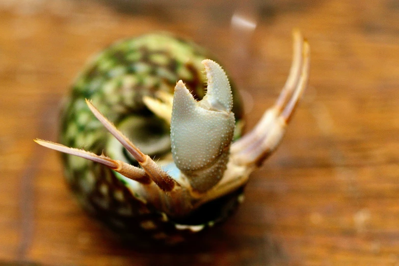 a small flower is shown on the wood surface