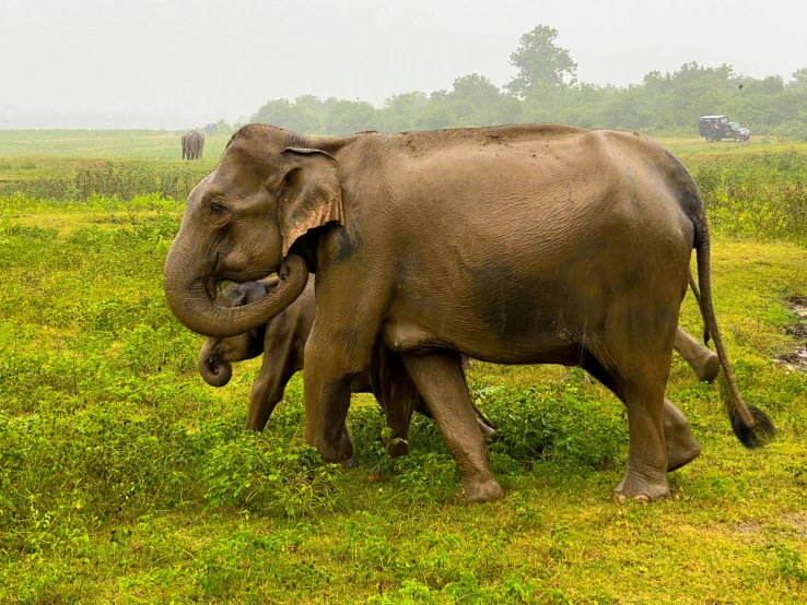 two elephants, one with its mouth open, are in the grass