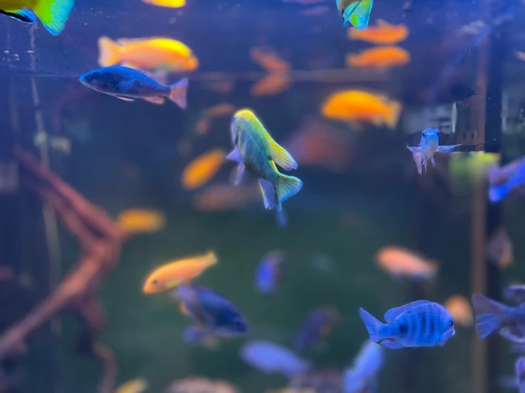 a group of fish in a tank of water