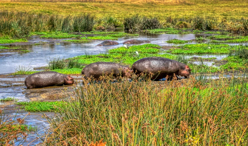 three hippopotamus in the marsh and some vegetation
