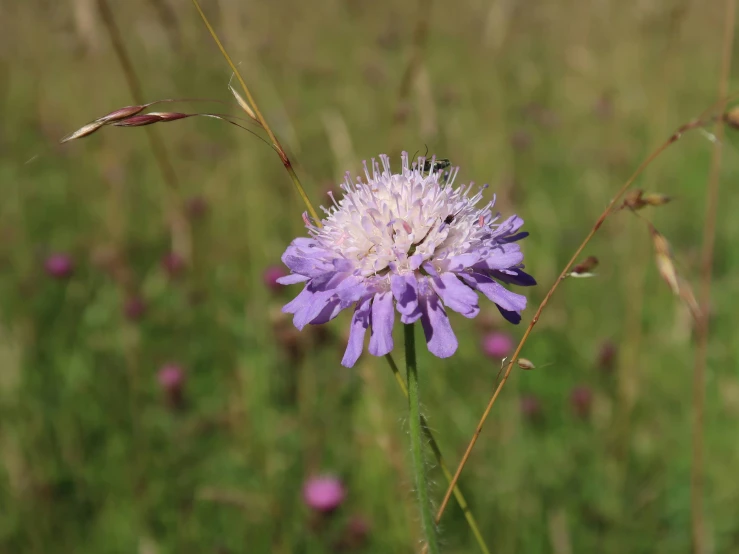 a flower sits in a field with pink and white flowers