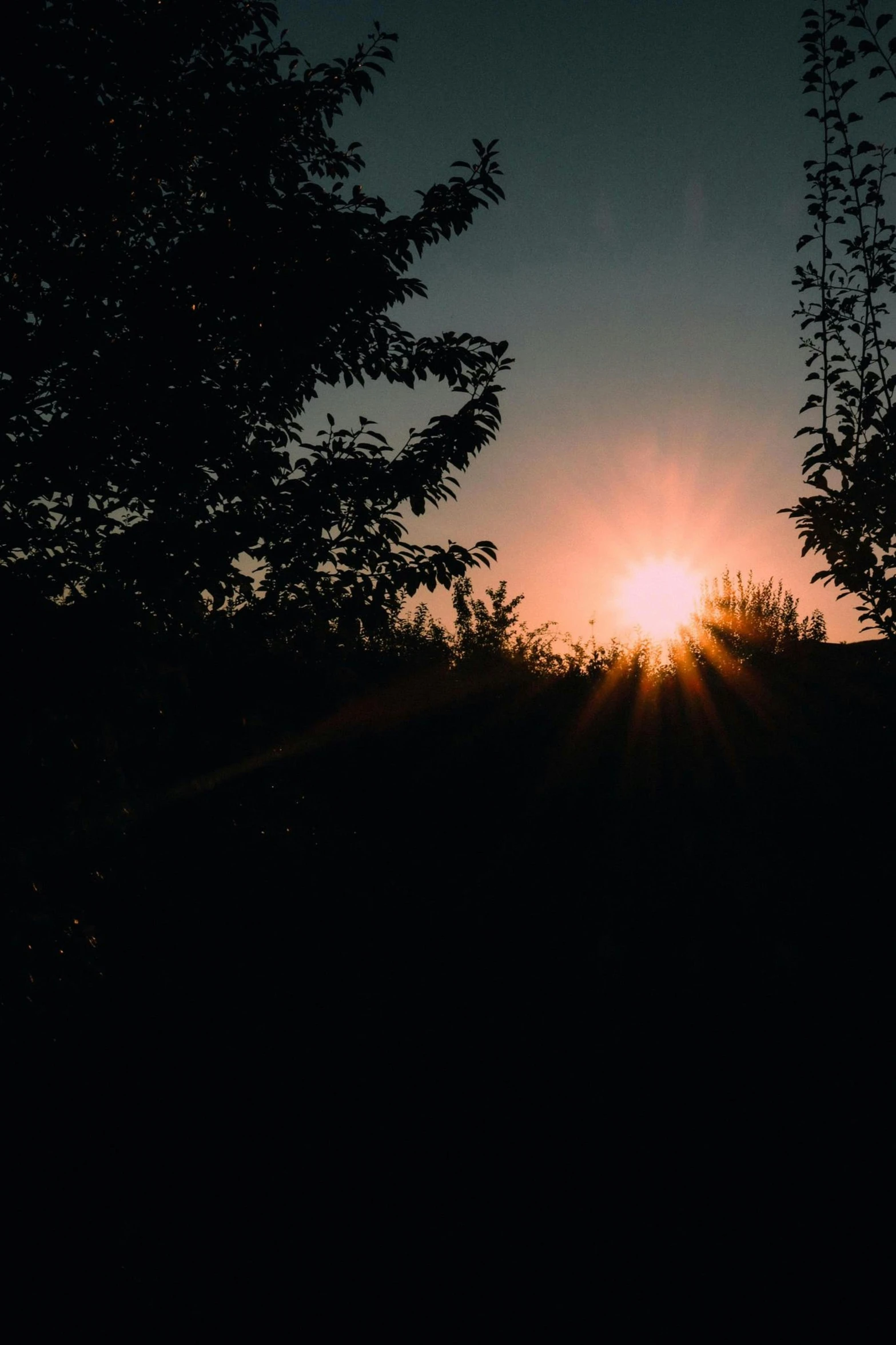 the sun shining through the leaves of trees