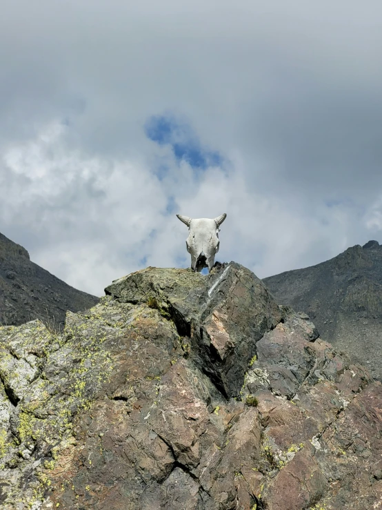 a cow standing on top of a rock covered hillside