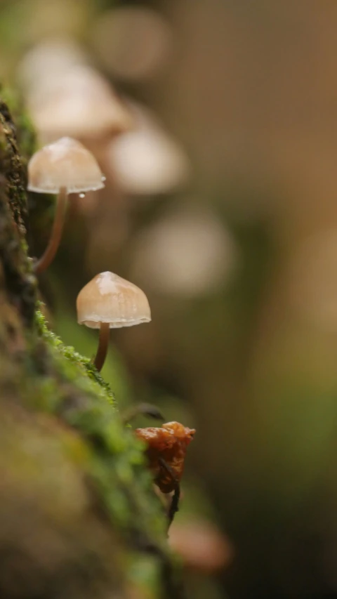 a closeup of a group of small mushrooms growing out of mossy tree trunks