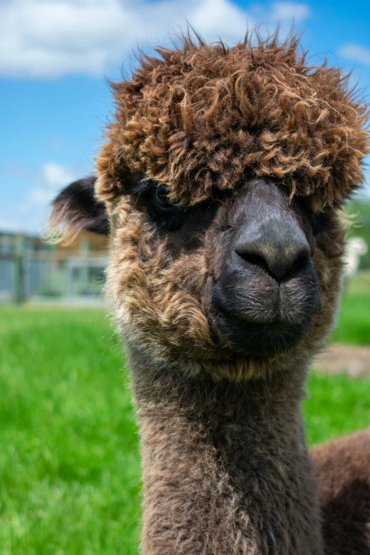 an animal that has curly hair on it