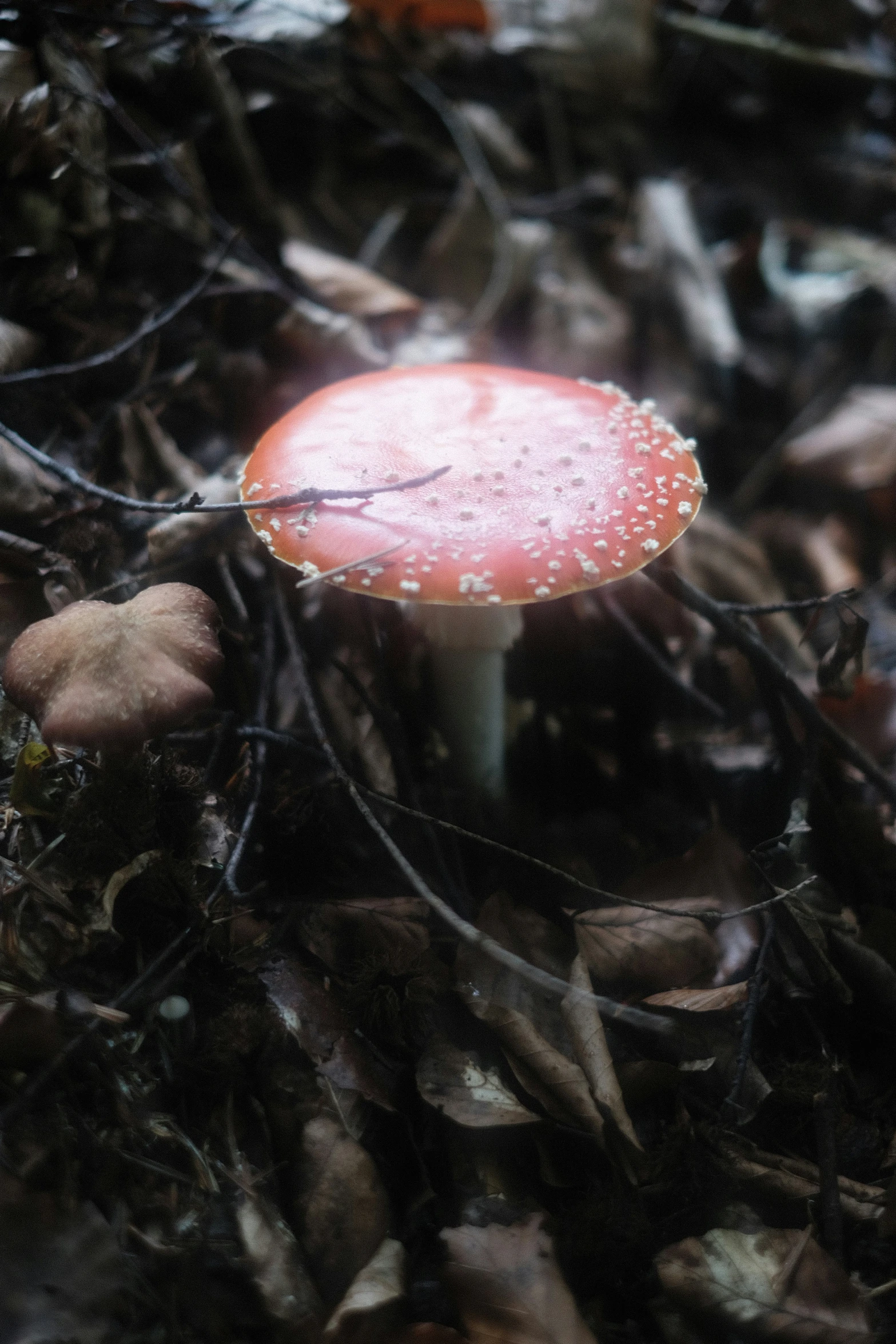 a small mushroom sitting on the ground in the grass