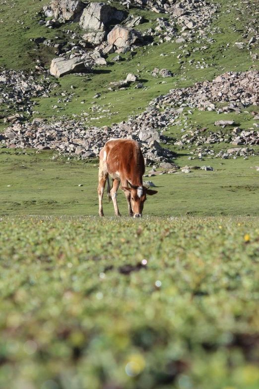 a brown cow standing in the grass on a hill