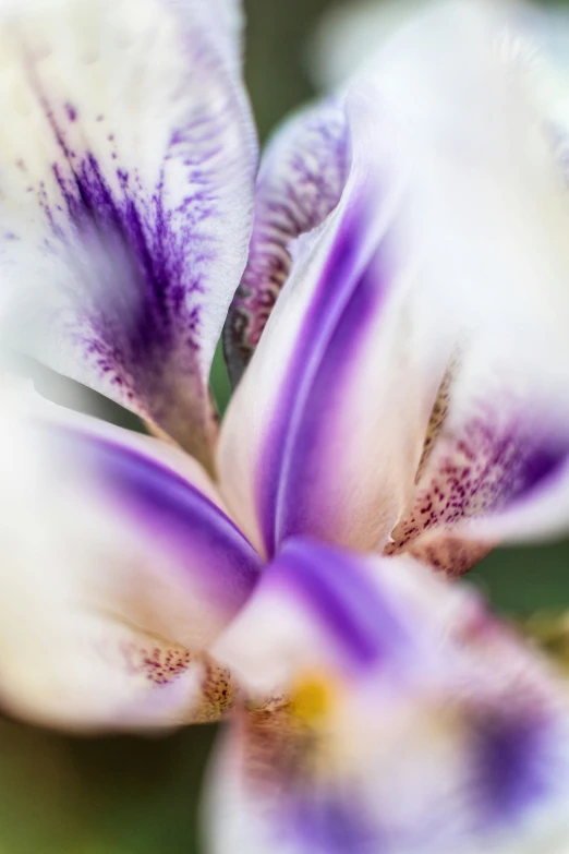 a white and purple flower is blooming