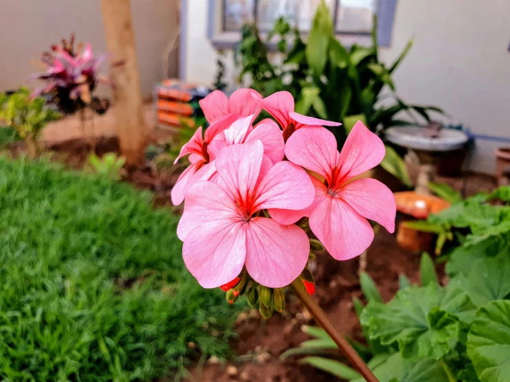 pink flowers growing in a pot outside a house