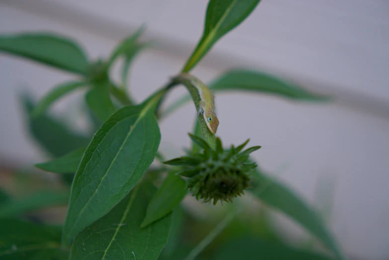 a leaf and a green budding plant in focus