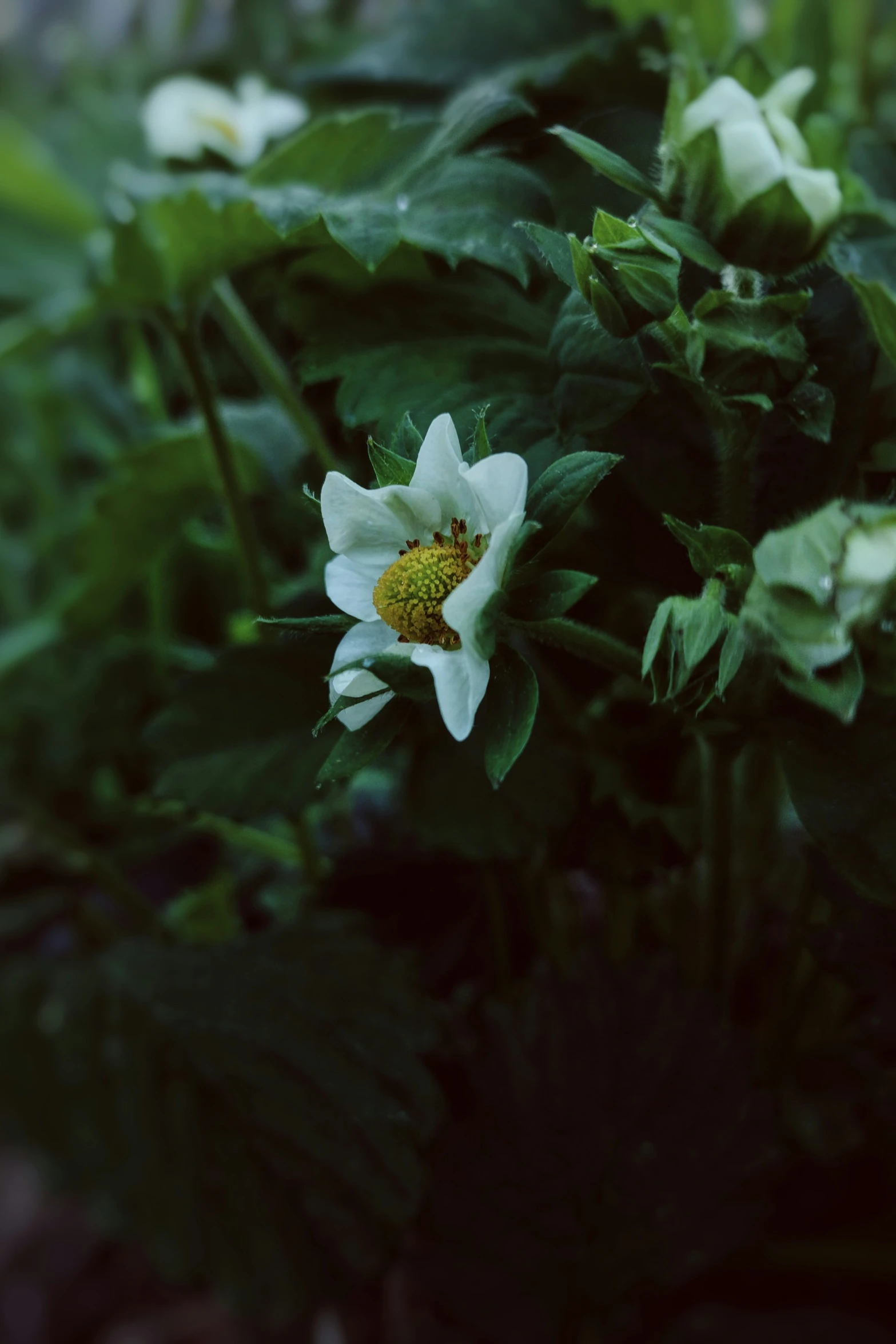 a large white flower on top of some green leaves