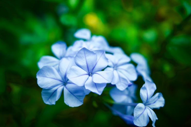 some pretty blue flowers with green leaves in the background