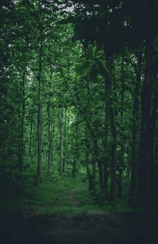 green trees are in a wooded area on a dark path