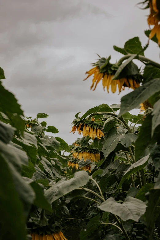 the view from the bottom of a large sunflower with many leaves