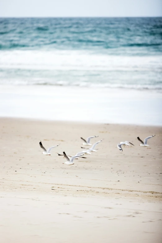 a flock of birds walking on top of a sandy beach