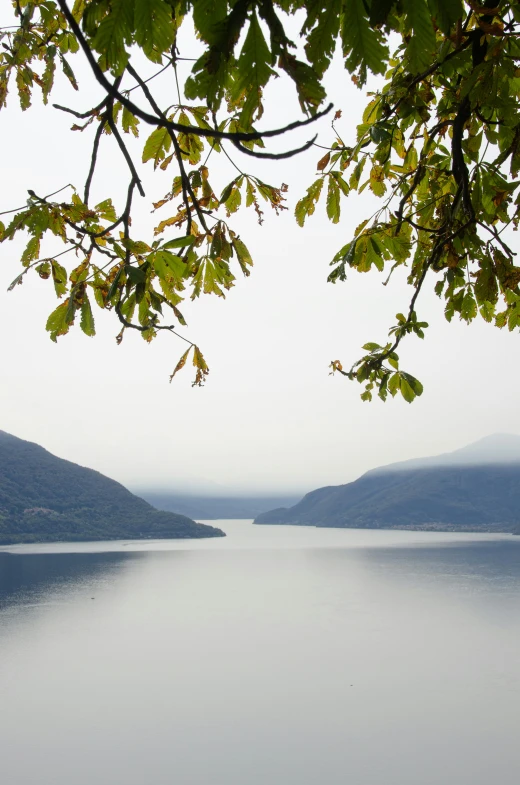 trees hanging over a lake with water and mountains in the background
