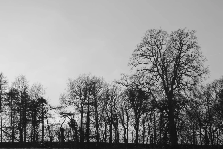 black and white pograph of trees in a forest