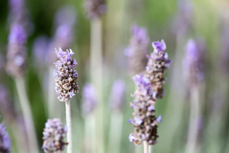 a group of lavenders with many stems arranged in the background