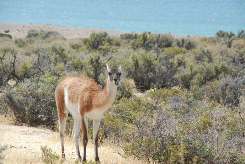 the single llama is walking through the brush