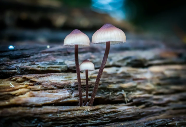 two mushrooms on a tree stump that has little brown spots