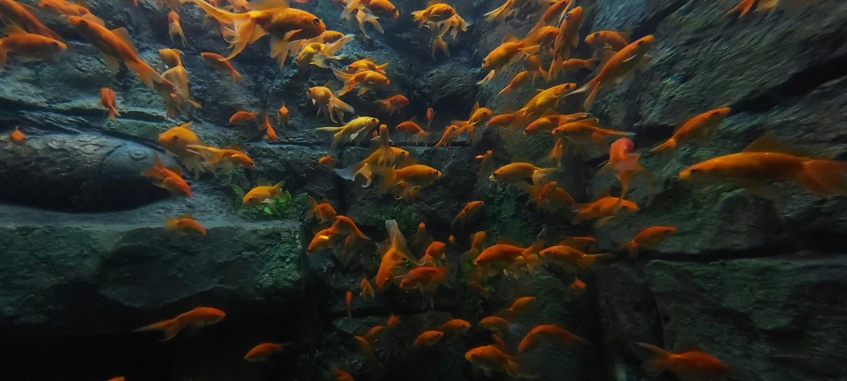 orange fish in an aquarium near some large rocks