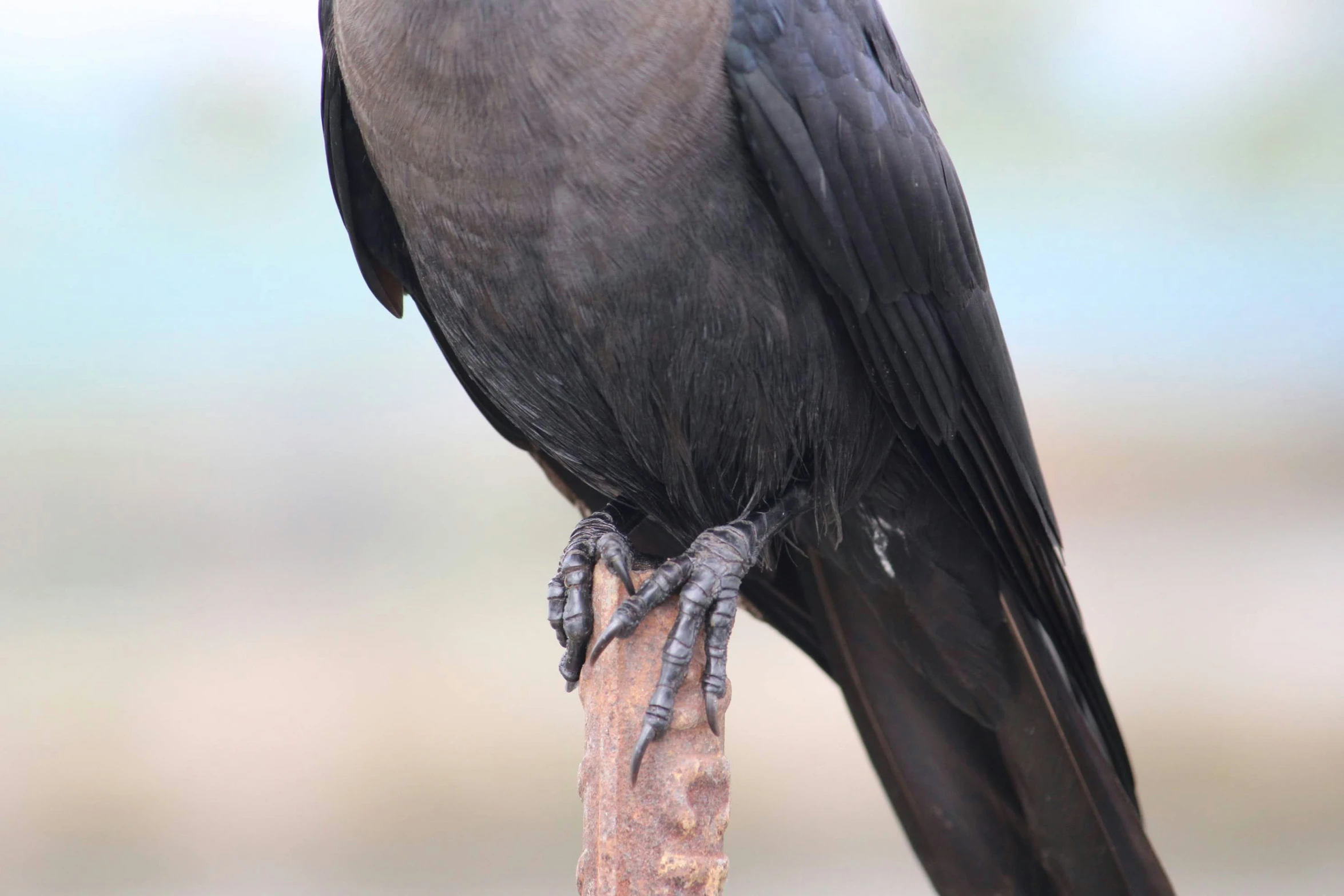 a black bird sits on a piece of wood