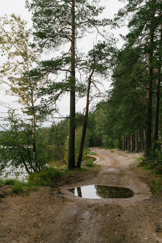 a dirt path with dles in the middle of the dirt between trees