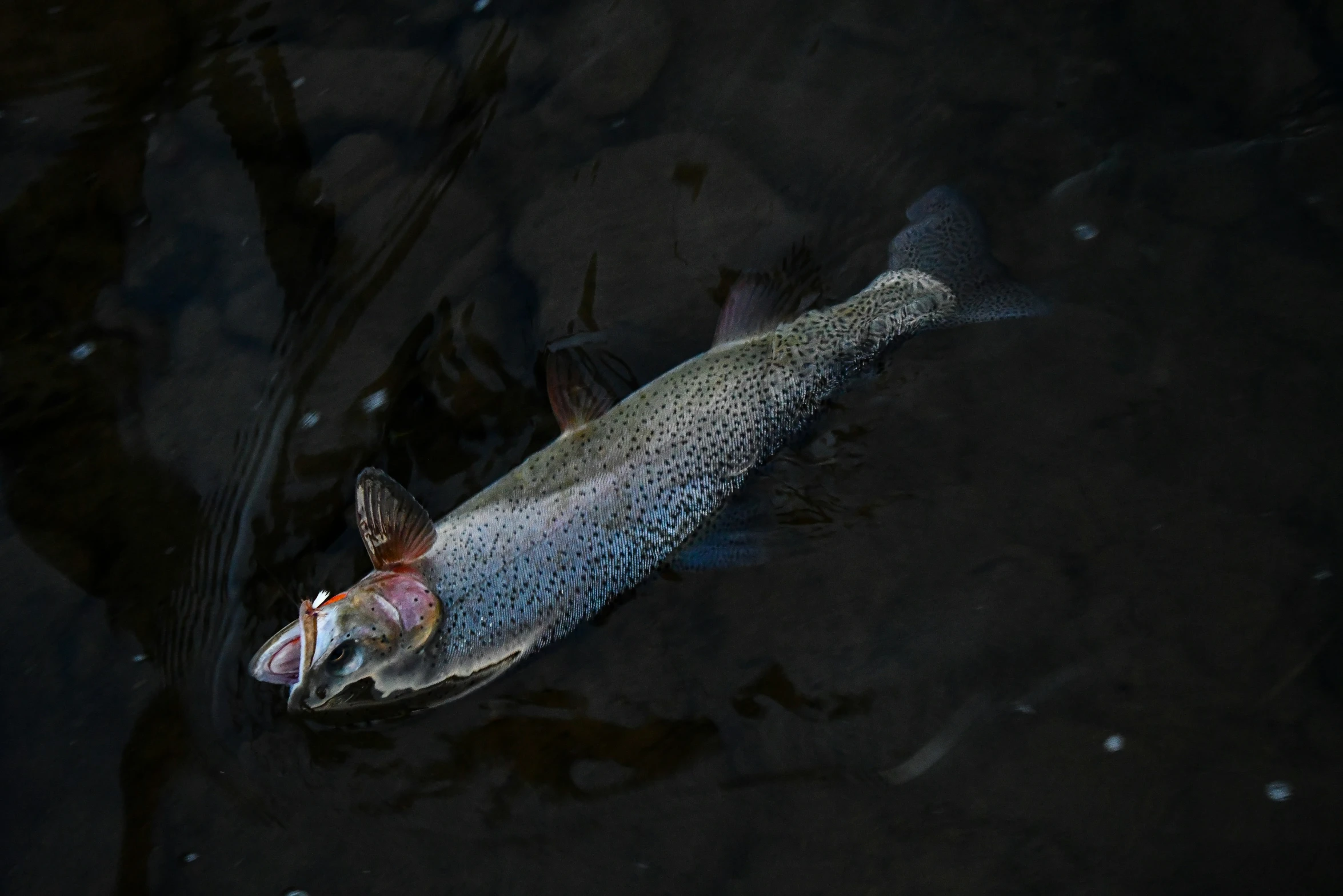 an elephant fish swimming in a dark pond