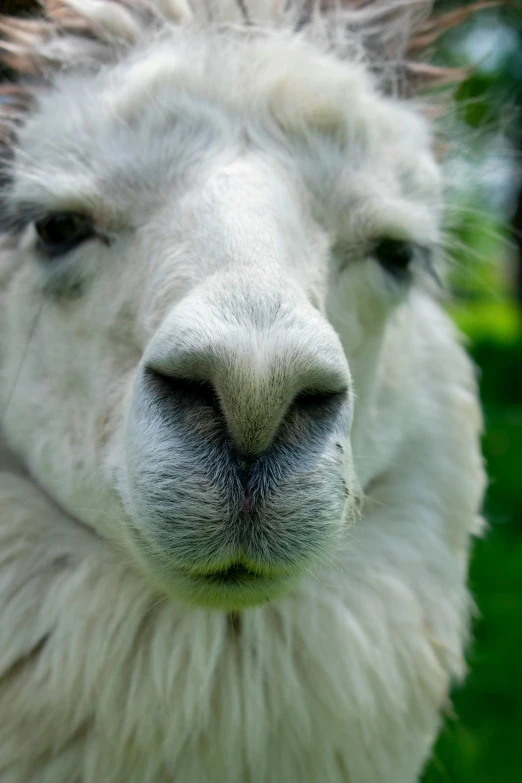 a sheep with white hair is looking at the camera