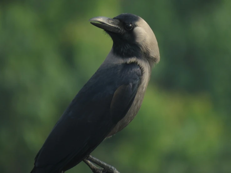 a bird standing on top of a tree nch