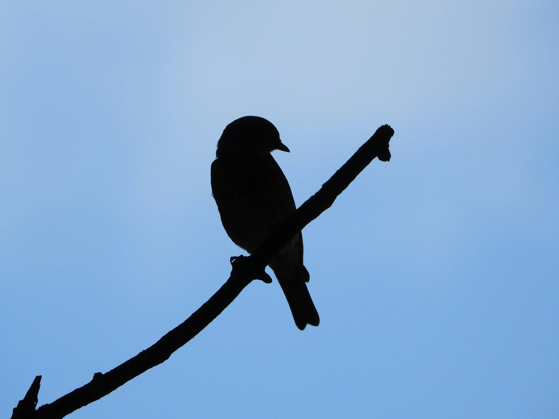 a large bird perched on top of a tree nch