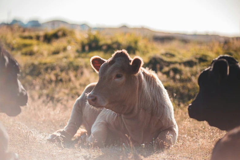 an image of a group of cows in the field