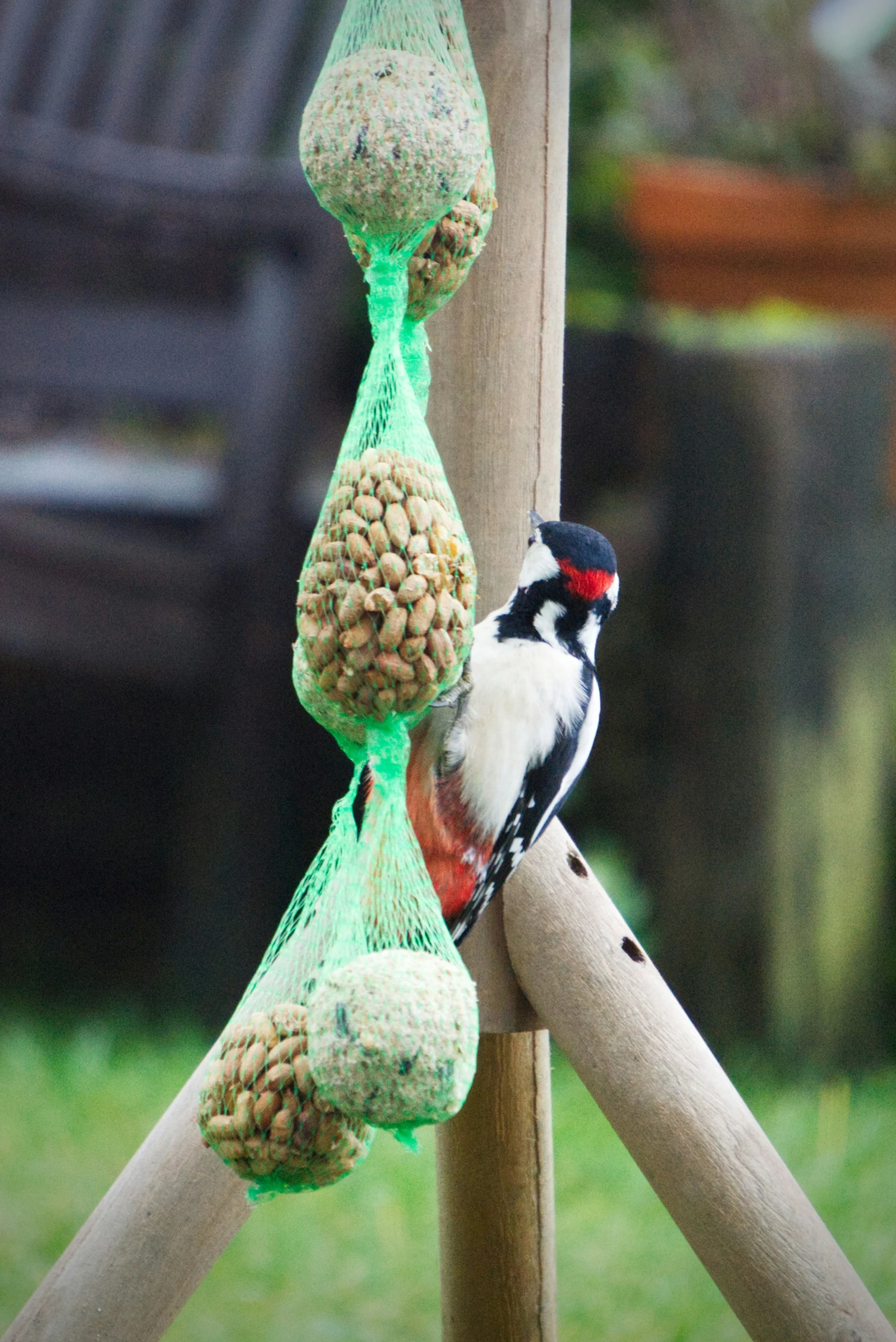 a bird perched on a fence holding a bag full of seed