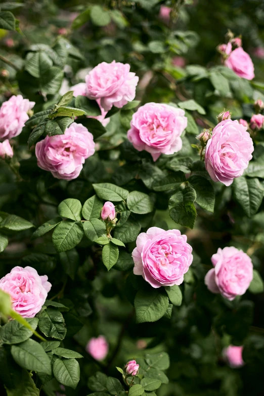 a large bunch of pink roses blooming in the sunshine