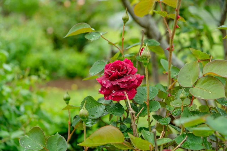 red and pink flower blooming from leaves in the woods