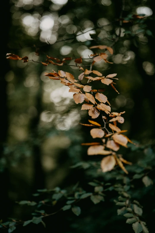 leaves growing on a plant next to a forest